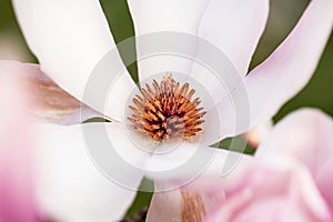 Spring Japanese magnolia tree blossom