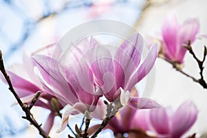 Spring Japanese magnolia tree blossom. Spain Cantabria