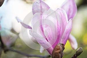 Spring Japanese magnolia tree blossom. Spain Cantabria