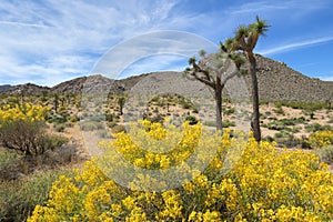 Spring in Joshua Tree National Park