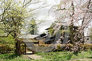 Spring of Kakunodate samurai residence street in Akita, Japan