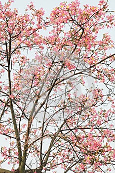 Spring kapok flowers on twigs