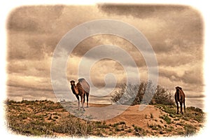 Spring in the Karakum desert. Turkmenistan, Ñamels graze in the Karakum desert. Near the village of Erbent.  The desert occupies