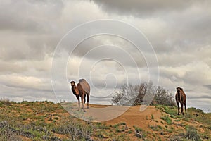 Spring in the Karakum desert. Turkmenistan, Ñamels graze in the Karakum desert. Near the village of Erbent.  The desert occupies