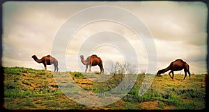 Spring in the Karakum desert. Turkmenistan, Ñamels graze in the Karakum desert. Near the village of Erbent. The desert occupies