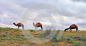 Spring in the Karakum desert. Turkmenistan, ÃÂamels graze in the Karakum desert. Near the village of Erbent.  The desert occupies