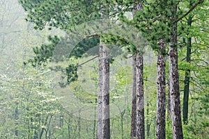 Spring, Kellogg Forest