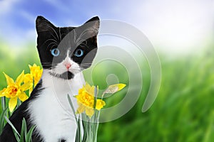 Spring kitten