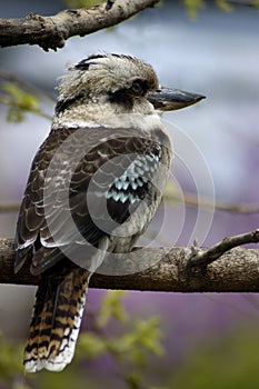 Spring Kookaburra