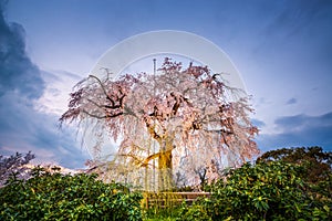 Spring in Kyoto