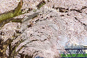 Spring in Kyoto