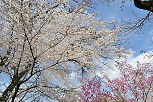 Spring in Kyoto, Japan