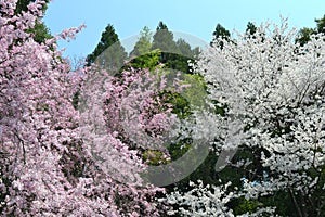 Spring in Kyoto, Japan