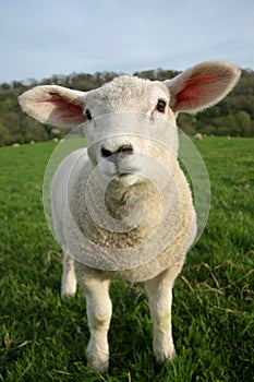 Spring Lamb