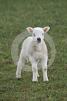 Spring Lamb