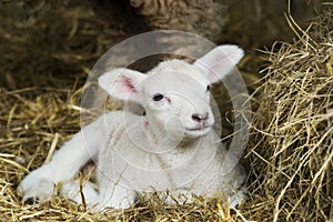 Spring Lamb