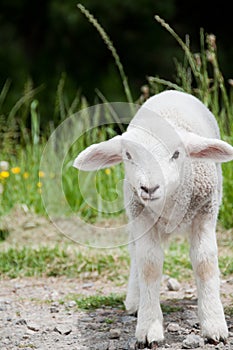 Spring lamb