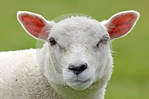 Spring lamb