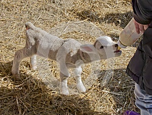 Spring Lamb photo