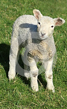 Spring lamb