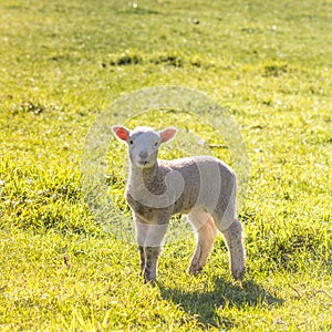 Spring Lamb in Field
