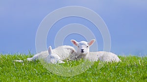 Spring lamb lambs enjoying sunshine green grass blue sky copyspace