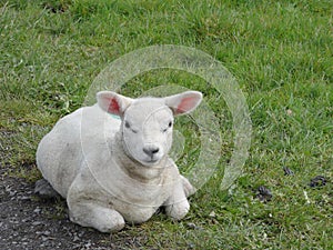 Spring Lamb laying field.