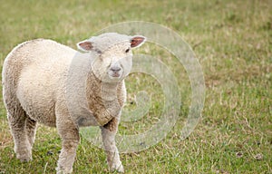 Spring Lamb