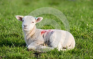 Spring Lamb lying in field