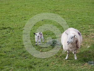 Spring lamb and mother