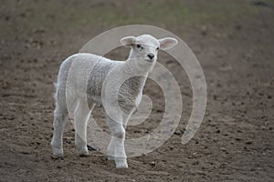 Spring lamb. New born lamb at the farm