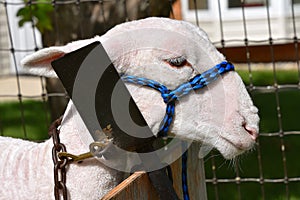 A spring lamb preparing to be judged at a county fair