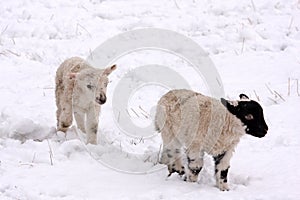 Spring lamb in the snow