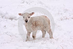 Spring lamb in the snow