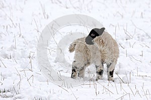 Spring lamb in the snow