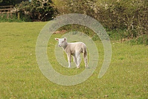 Spring lamb in Surlingham meadow