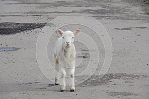 Spring Lamb on tarmac road.