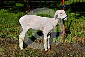 A spring lamb waiting to be judged at a county fair