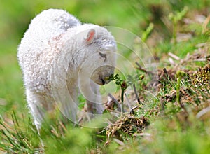 Spring lamb photo