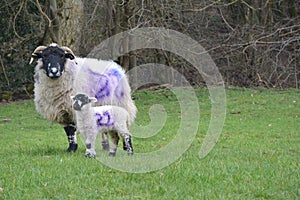 Spring lamb with woolly mother