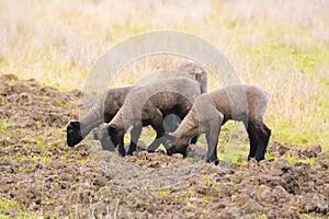 Spring lambs