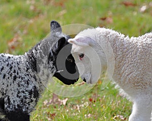 Spring Lambs photo