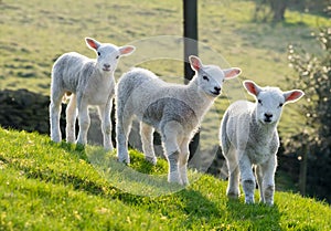 Spring lambs