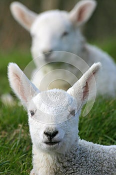 Spring lambs