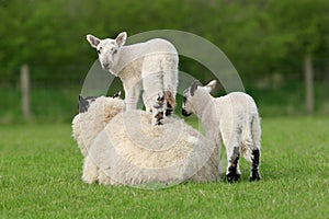 Spring Lambs