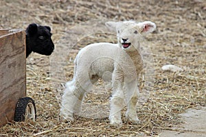 Spring Lambs