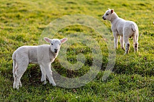 Spring Lambs Baby Sheep in A Field