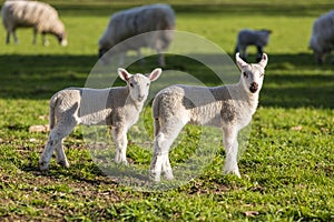 Spring Lambs Baby Sheep in A Field