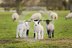 Spring Lambs Baby Sheep in A Field