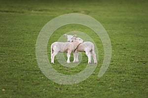 Spring Lambs Baby Sheep in A Field